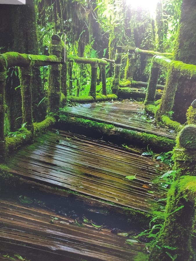 El Bosque Encantado * Toledo